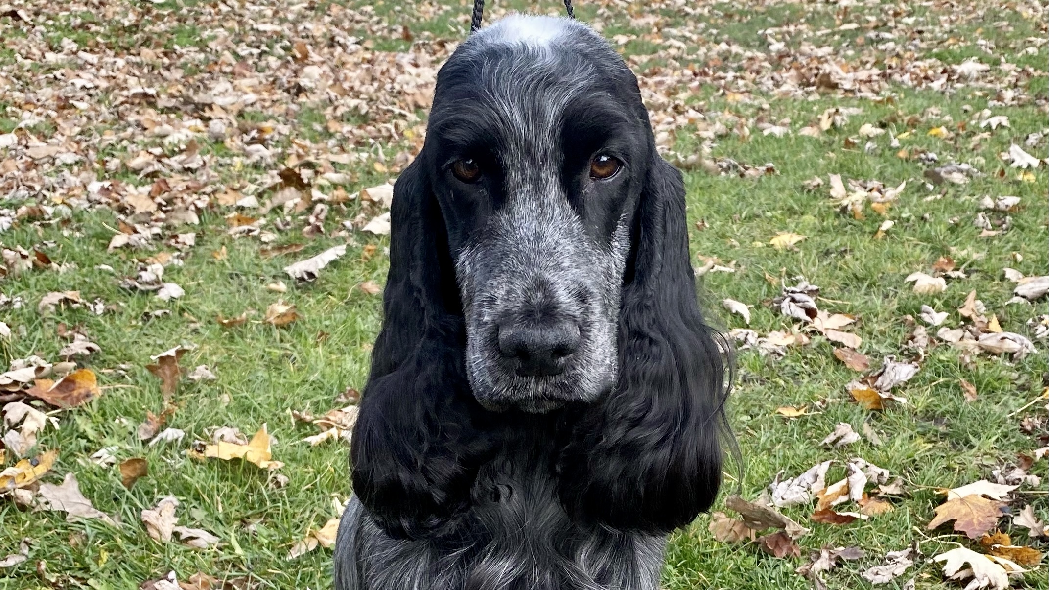 Command And Cockers English Cockers | American and English Cocker Spaniels