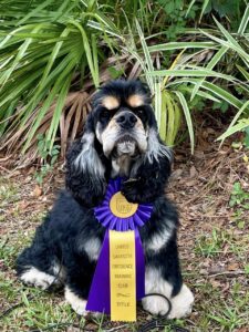 Jesselle Cocker Spaniel