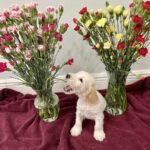 Flower Girls Litter