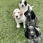 Flower Girls Litter