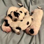 Flower Girls Litter