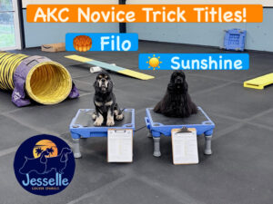American Cockers Filo and Sunshine sitting on Klimb's in a dog training facilty