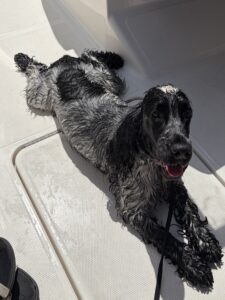 English Cocker Spaniel Woody wet on the boat after a swim